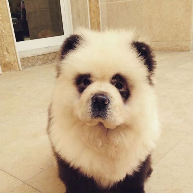 Detail Chow Chow Panda Nomer 49