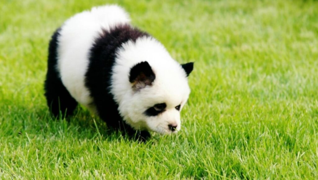 Detail Chow Chow Panda Nomer 51