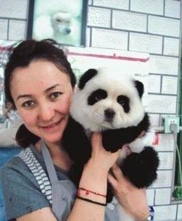 Detail Chow Chow Panda Nomer 53