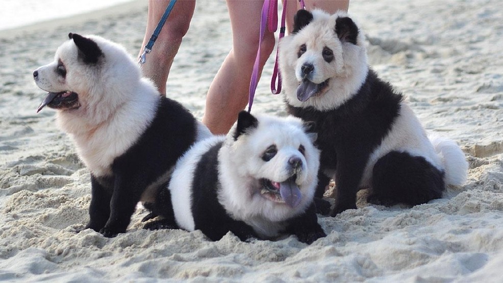 Detail Chow Chow Panda Nomer 7