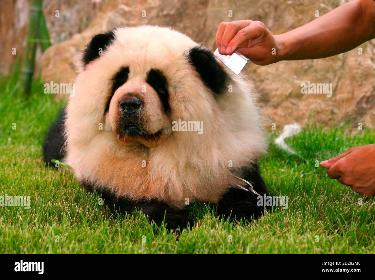 Detail Chow Chow Panda Nomer 8