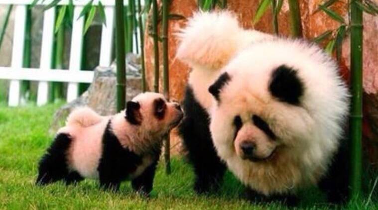 Detail Chow Chow Panda Nomer 9