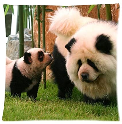 Detail Chow Chow Panda Nomer 10
