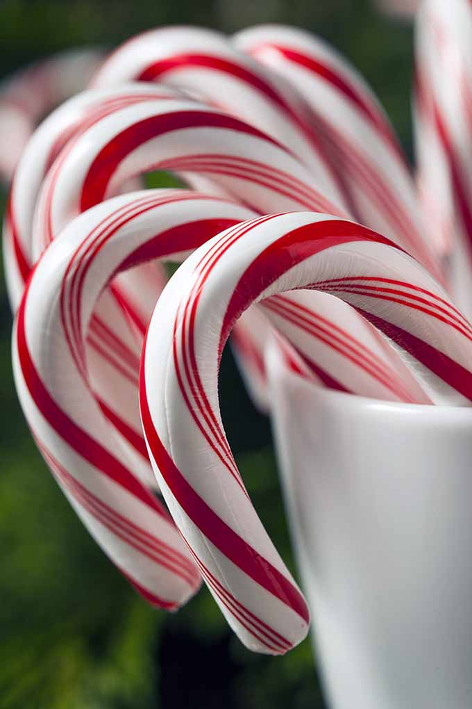 Detail Christmas Candy Cane Images Nomer 42