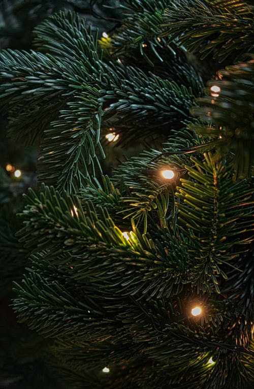 Detail Christmas Images Download Nomer 30