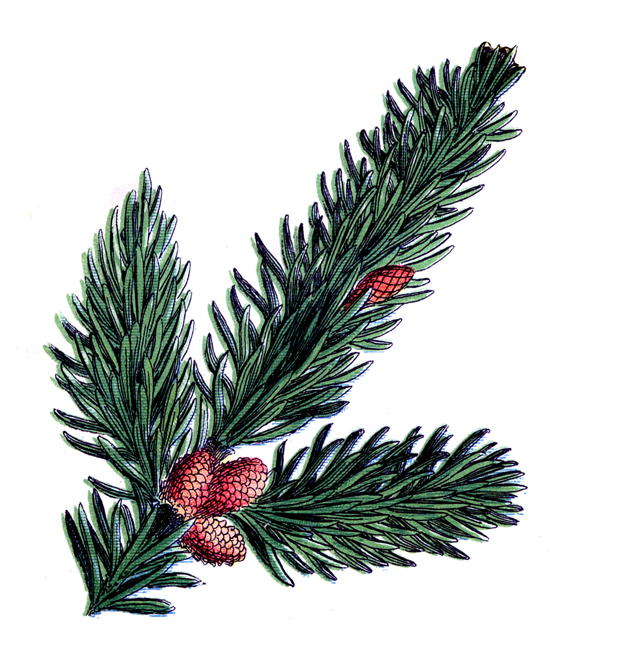 Detail Christmas Pinecone Clipart Nomer 22