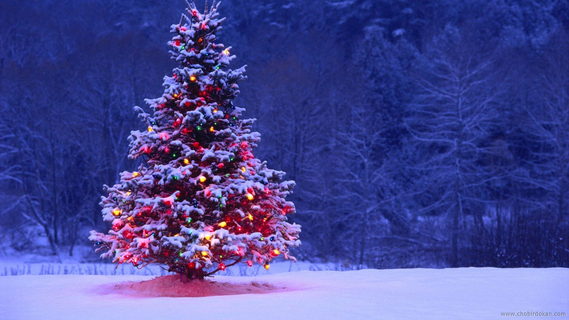 Detail Christmas Tree Background Hd Nomer 13