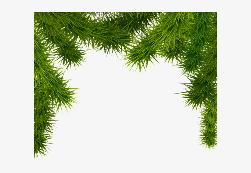 Detail Christmas Tree Branches Png Nomer 12