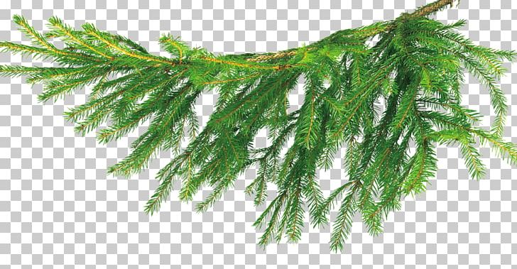 Detail Christmas Tree Branches Png Nomer 14