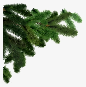 Detail Christmas Tree Branches Png Nomer 16