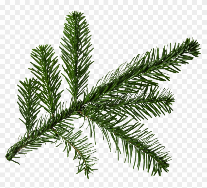 Detail Christmas Tree Branches Png Nomer 17