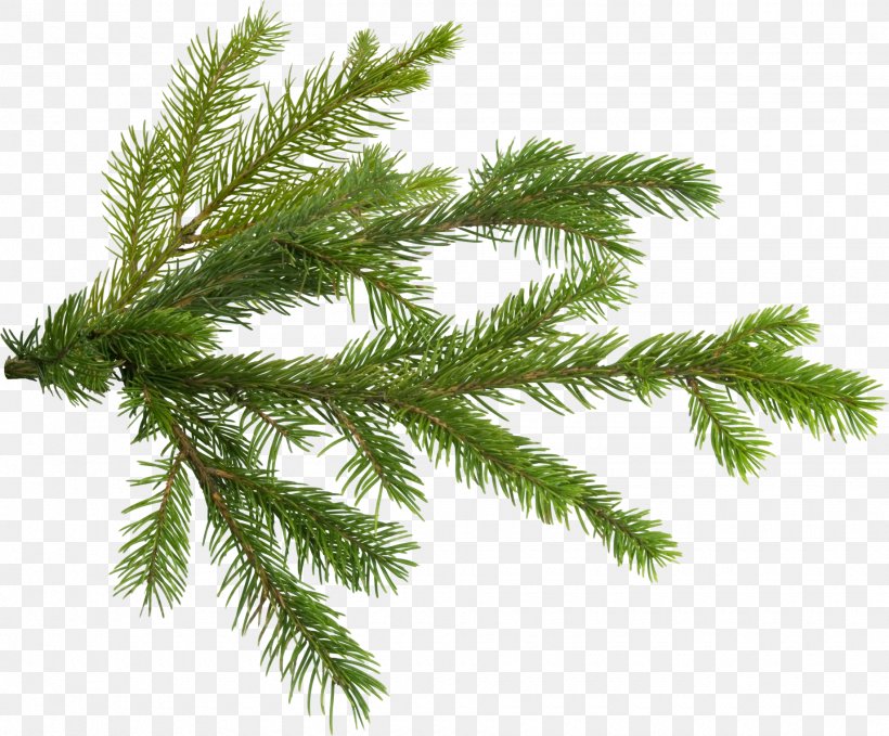 Detail Christmas Tree Branches Png Nomer 20