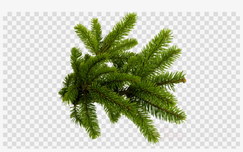 Detail Christmas Tree Branches Png Nomer 22