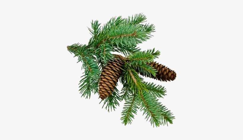 Detail Christmas Tree Branches Png Nomer 26