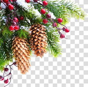 Detail Christmas Tree Branches Png Nomer 35