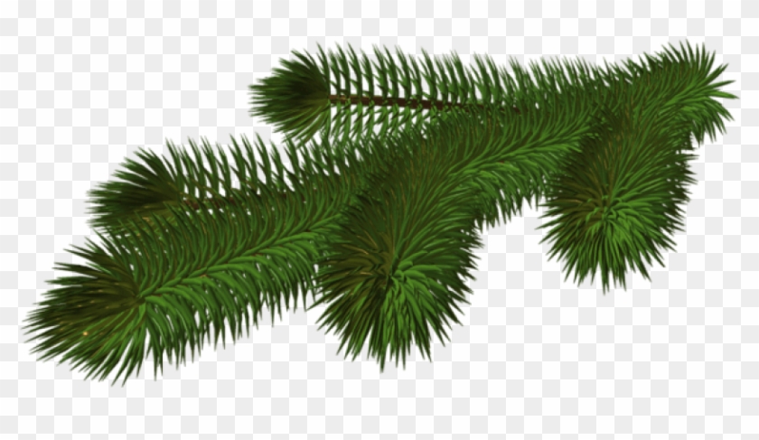 Detail Christmas Tree Branches Png Nomer 6