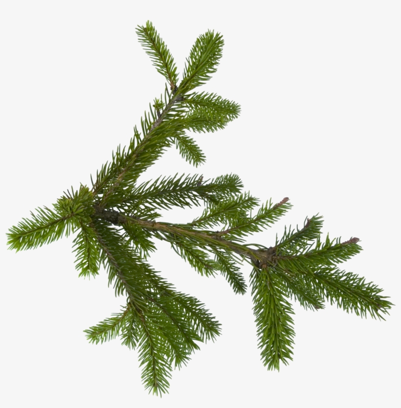 Detail Christmas Tree Branches Png Nomer 51