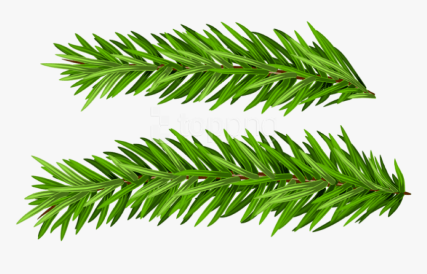 Detail Christmas Tree Branches Png Nomer 8