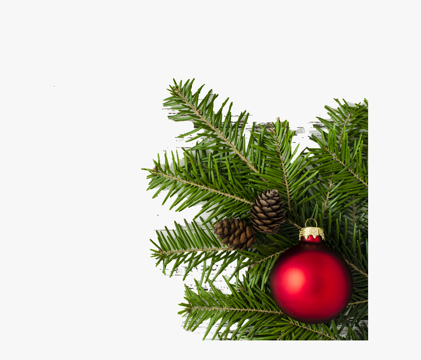 Detail Christmas Tree Png Vector Nomer 40