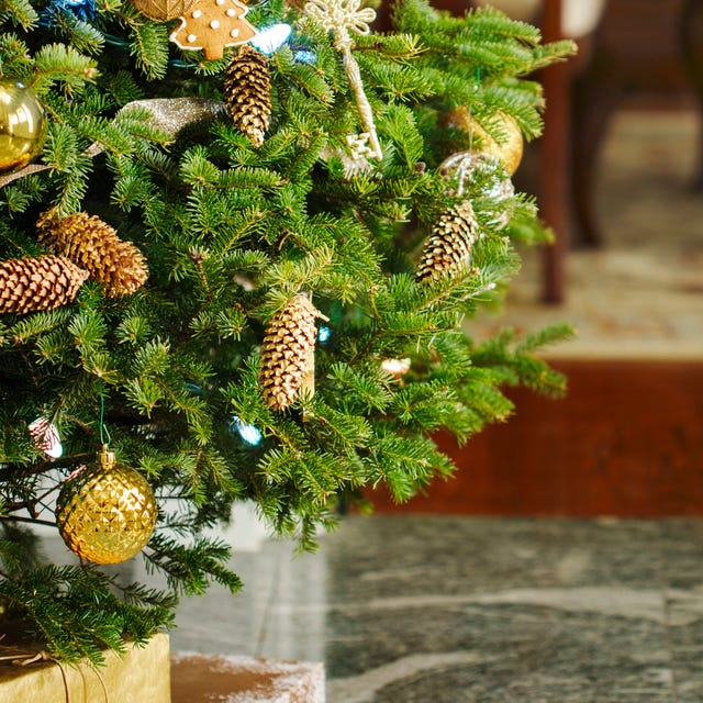 Detail Christmas Trees Pictures Free Nomer 35