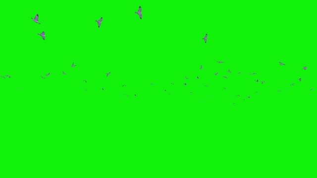 Detail Chroma Key Green Screen Nomer 32