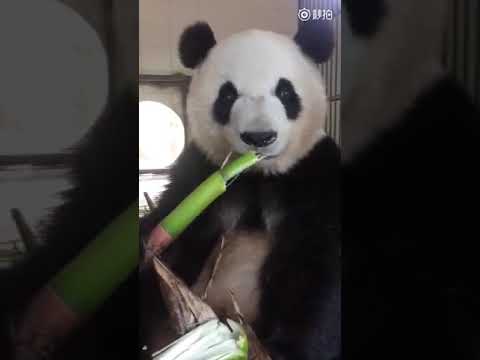Detail Chupa Panda Nomer 47