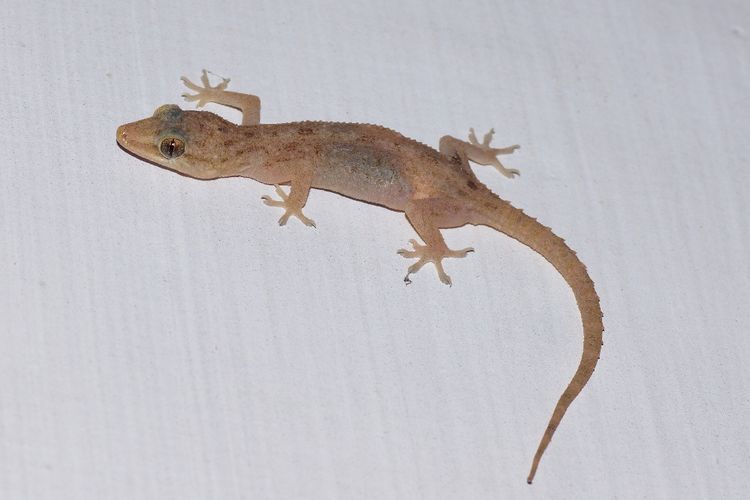 Cicak Di Rumah - KibrisPDR
