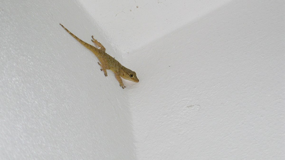 Detail Cicak Di Rumah Nomer 2