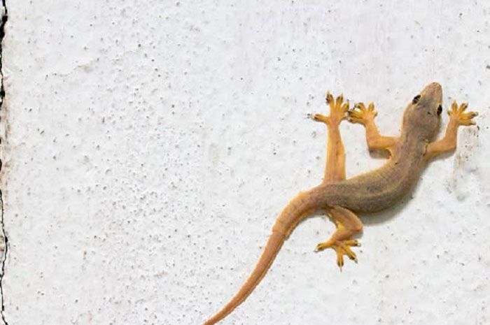 Detail Cicak Di Rumah Nomer 11