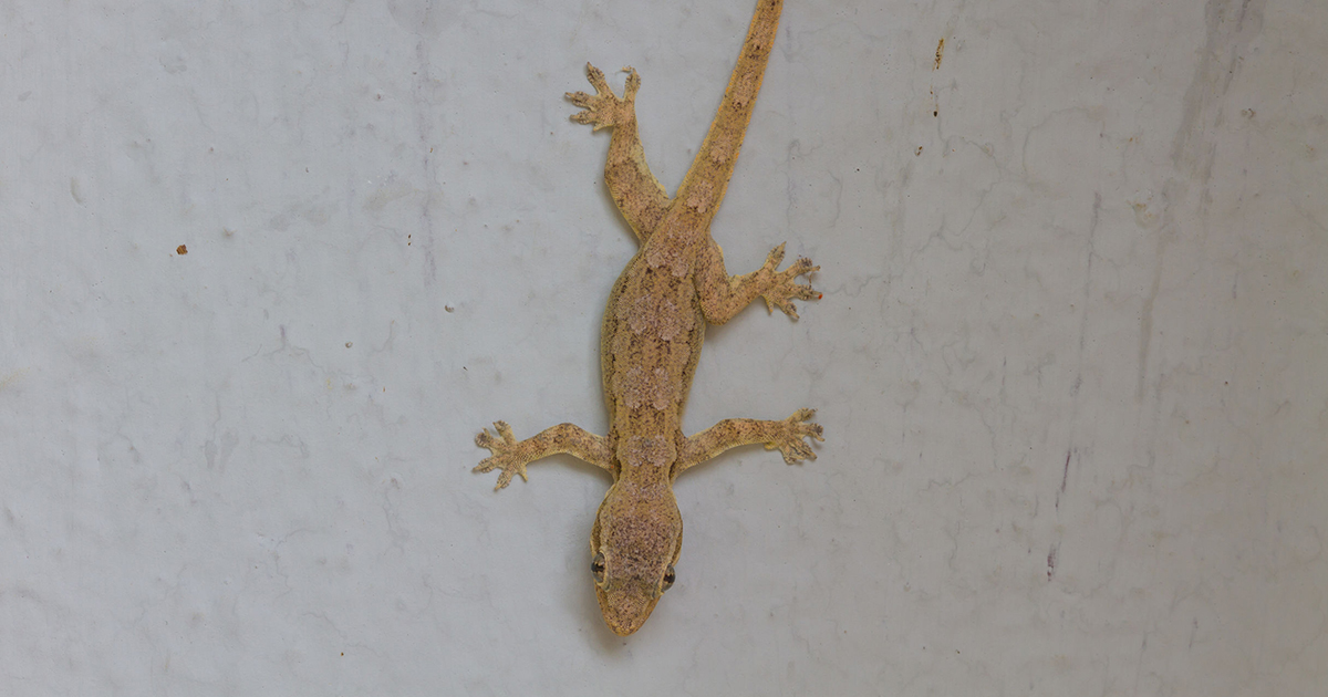 Detail Cicak Di Rumah Nomer 12