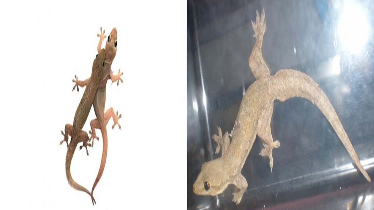 Detail Cicak Di Rumah Nomer 21