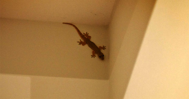 Detail Cicak Di Rumah Nomer 25
