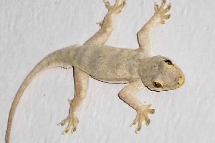 Detail Cicak Di Rumah Nomer 26