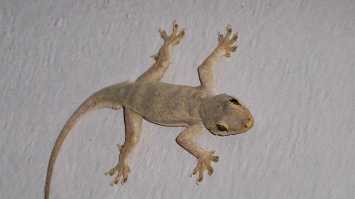 Detail Cicak Di Rumah Nomer 3