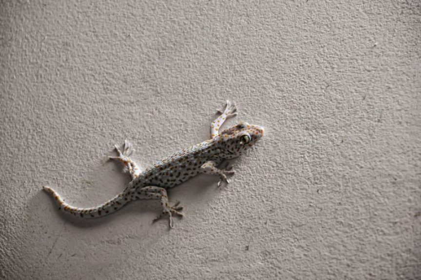 Detail Cicak Di Rumah Nomer 29
