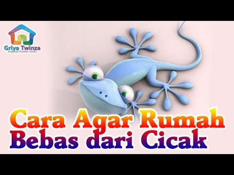 Detail Cicak Di Rumah Nomer 30