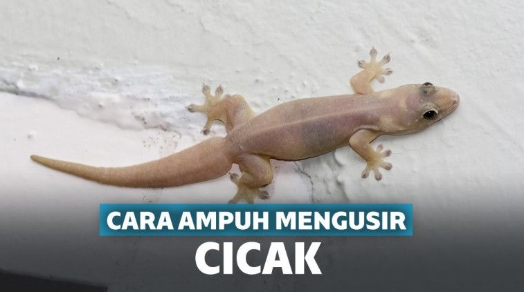 Detail Cicak Di Rumah Nomer 32