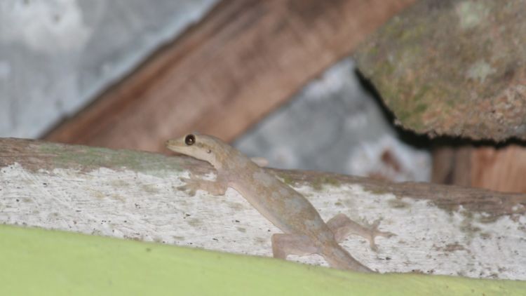 Detail Cicak Di Rumah Nomer 35