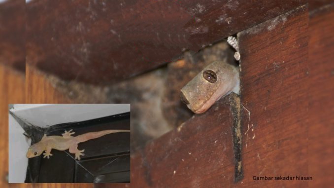 Detail Cicak Di Rumah Nomer 36
