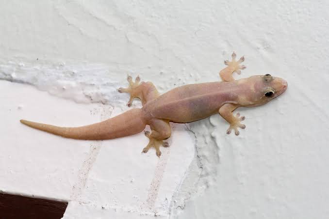 Detail Cicak Di Rumah Nomer 4