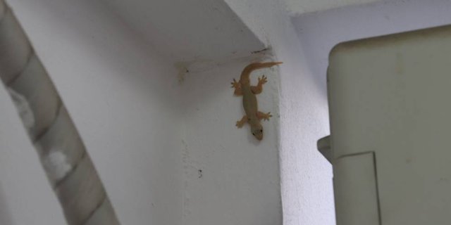 Detail Cicak Di Rumah Nomer 5