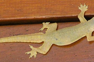 Detail Cicak Di Rumah Nomer 50