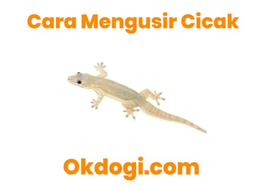 Detail Cicak Di Rumah Nomer 53