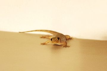 Detail Cicak Di Rumah Nomer 7