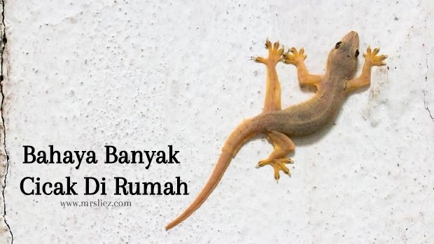 Detail Cicak Mati Di Rumah Nomer 40