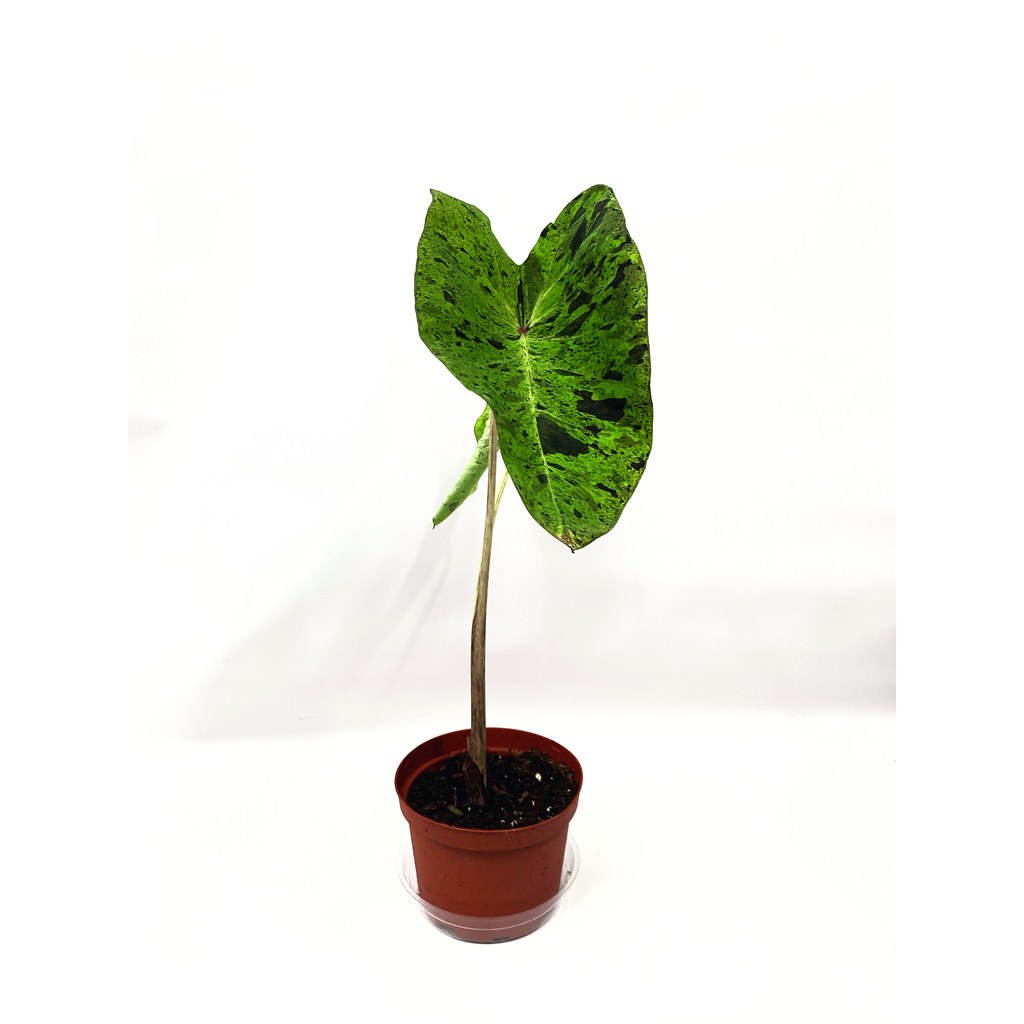 Colocasia Mojito - KibrisPDR