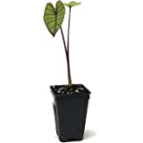 Detail Colocasia Mojito Nomer 10