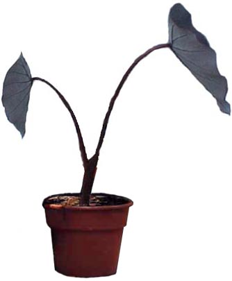 Detail Colocasia Mojito Nomer 11