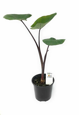 Detail Colocasia Mojito Nomer 12