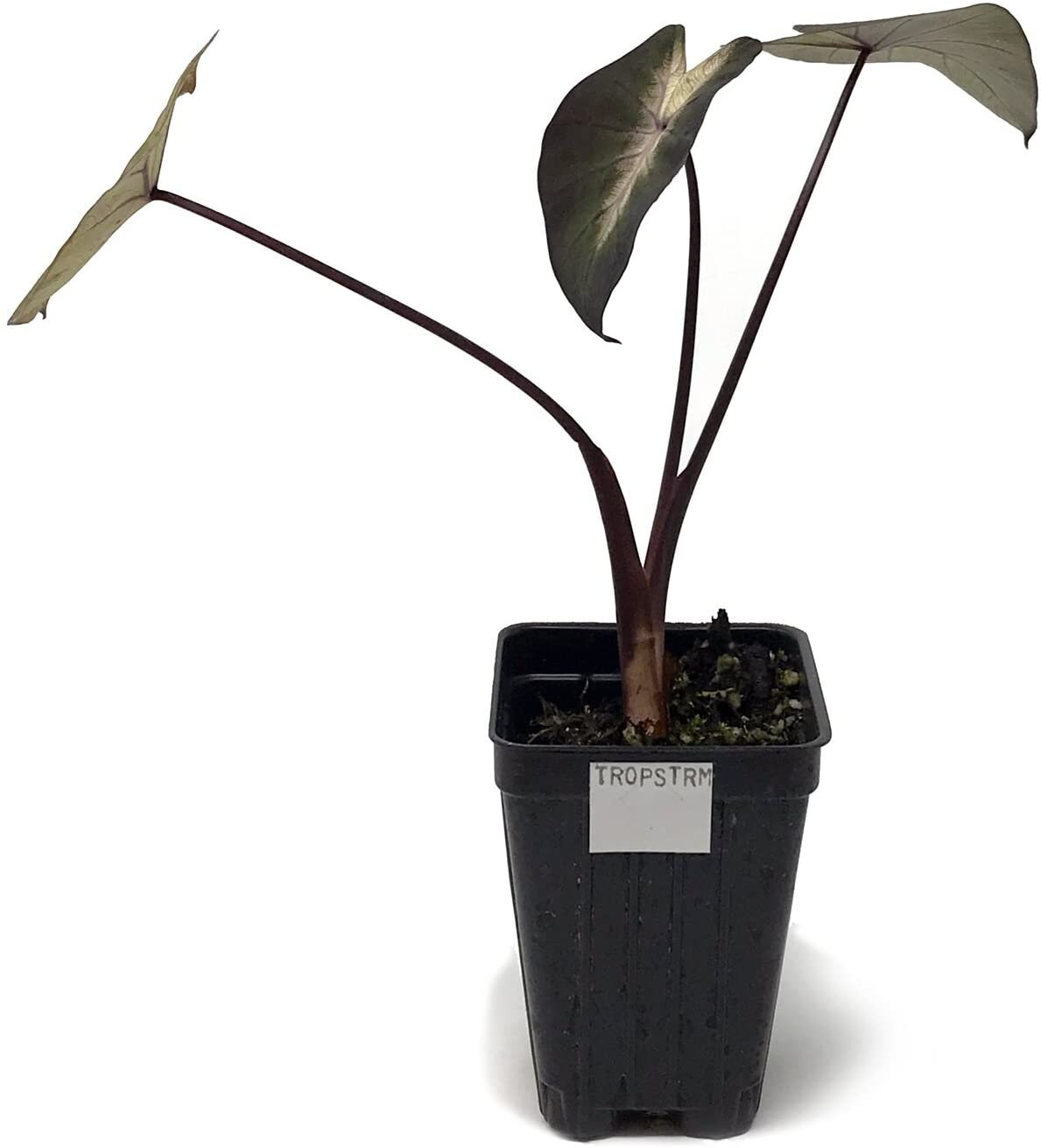 Detail Colocasia Mojito Nomer 15